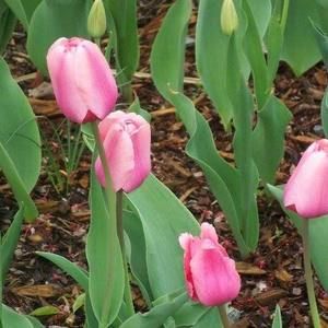 Meet your Posher, Pam